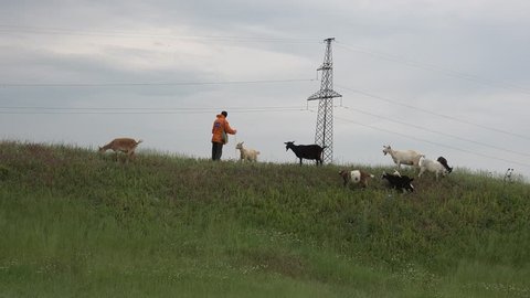 Shepherd tending flock of young goats on green hill, close to farm