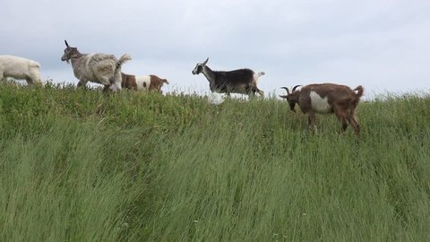 Herd of goats grazing in background of green meadows, hill near farm