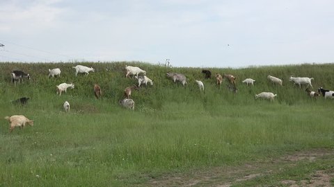 Herd of goats grazing in background of green meadows, hill near farm