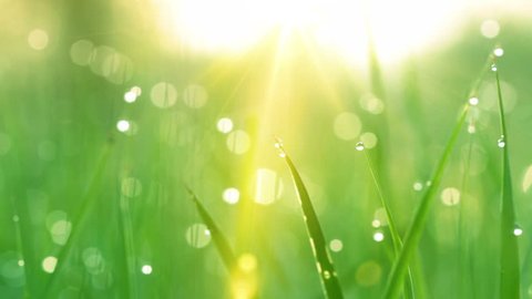 blurred grass background with water drops and rays of sun. HD shot with motorized slider. 
