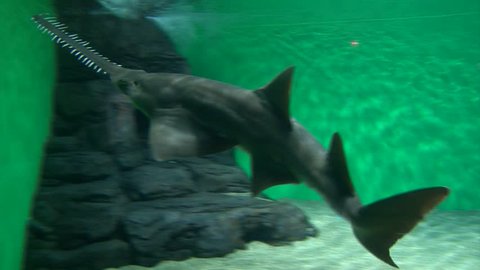 Close up of Sawfish swimming in aquarium, opening mouth and breathing heavily