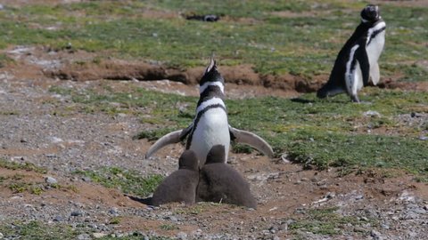 An adult Magellanic penguins with chick at Magdalena Island in Chile