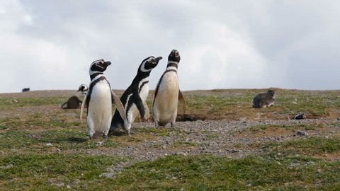A group of Magellanic penguin at Magdalena Island in Chile