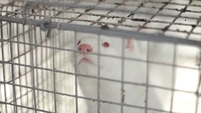 mink in a cage, white mink