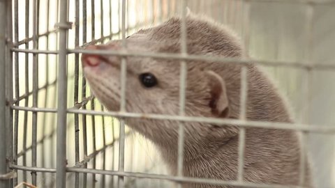 mink farming, gray mink in a metal cage, close-up