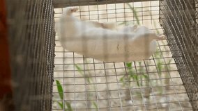 White mink fun in his cage