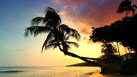 4K Waves on Sand Beach, Tropical Palm Trees Silhouette at Sunset Maui