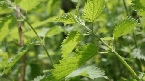 Shallow DOF herb plant wild common nettle natural background slow tilt 4K 2160p 30fps UltraHD footage - Healthy Urtica dioica stinging nettle plant in nature 4K 3840X2160 UHD tilting video