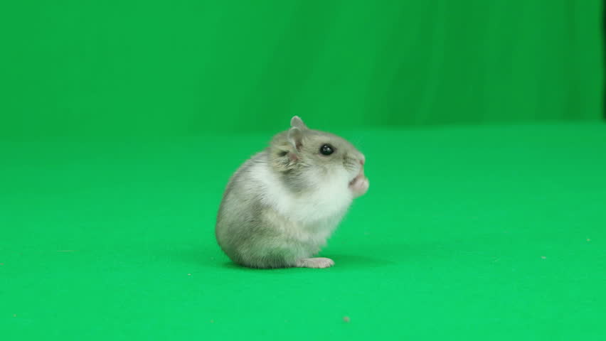 green hamster