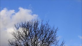 tree in winter against blue sky and white clouds
