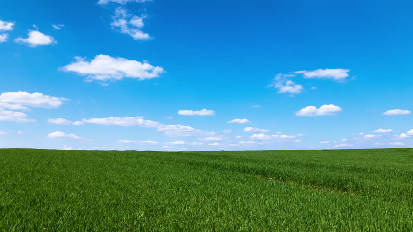 4k .green Field with Grass Stock Footage Video (100% Royalty-free