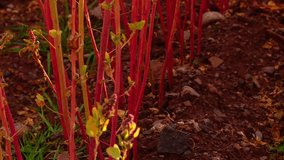 HD video footage clip of a Quinoa field with red plants. Here a close up of the stipes from the plants. Andean region of Peru, South america.