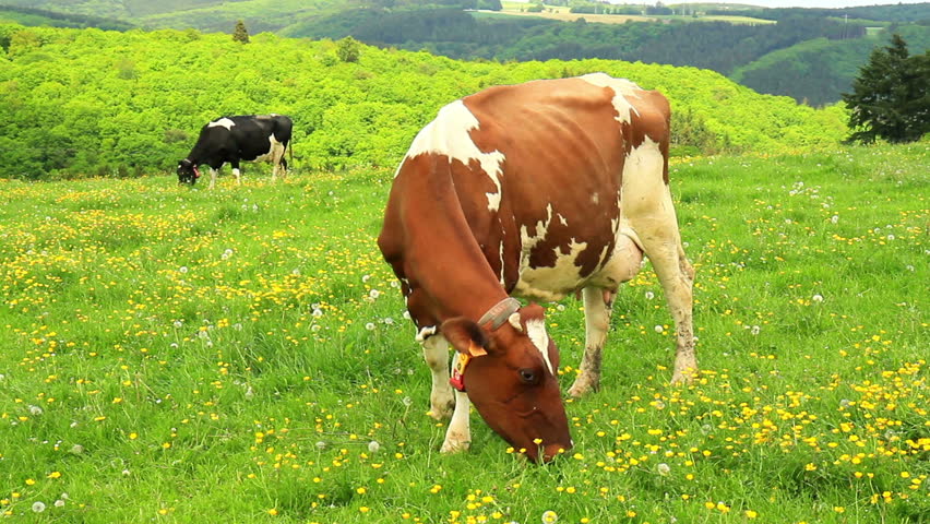 Cows on the meadow in Luxembourg in a spring day.