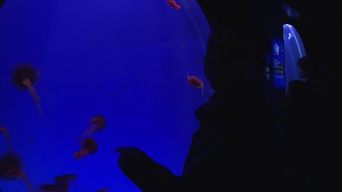 Girl pointing on aquarium with jellyfish