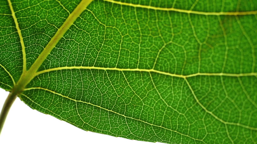 Почему листочки зеленые. Лист дерева под микроскопом. Лист растения под микроскопом. Листок растения под микроскопом. Лавровый лист под микроскопом.