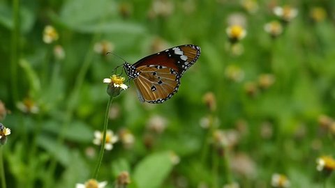 Monarch butterfly suck nectar pollen from flower.