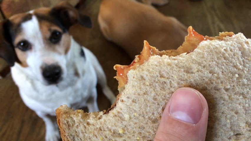 can dogs eat peanut butter toast