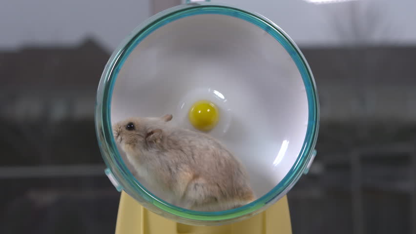 dwarf hamster wheel