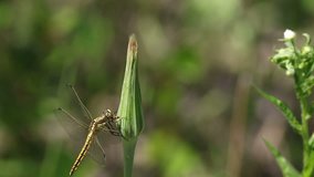 yellow dragonfly eating an insect, dragonfly predator with prey