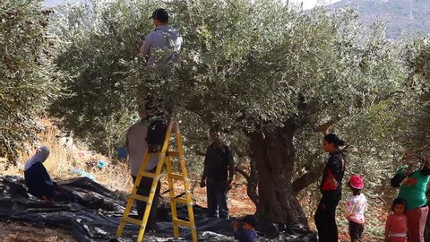 GALILEE, ISRAEL - NOV 6, 2010: Druze family harvests olives on November 6, 2010 in Galilee.