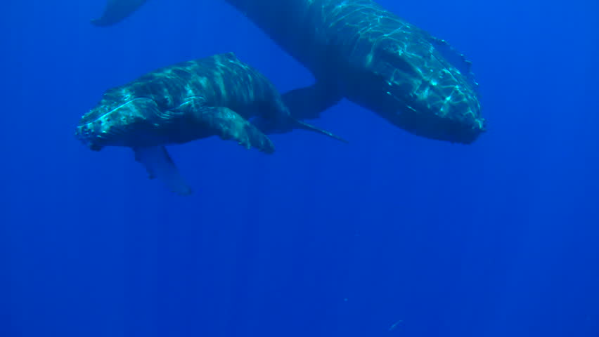 POV Swimming With Whales. Mother and Calf Humpback Whales in Hawaii. Royalty-Free Stock Footage #16927849