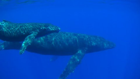 POV Swimming With Whales. Mother and Calf Humpback Whales in Hawaii.