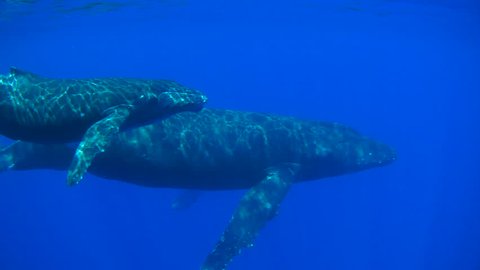 Slow Motion Two Blue Whales Video De Stock 100 Libre De Droit Shutterstock