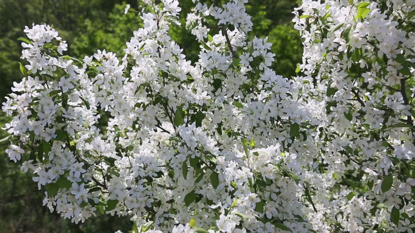 Branches Of A Blossoming Wild Stock Footage Video 100 Royalty Free 16928620 Shutterstock