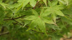 Japanese green Maple tree Leaves. No people, Nature, Travel, green woodland in Kyoto, Japan: 2015 High Definition Video.