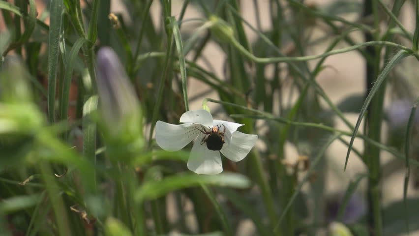 Flower chafer or Protaetia orientalis submarumorea