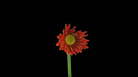 Time-lapse of growing and opening orange gerbera flower 4a3 in RGB + ALPHA matte format isolated on black background
