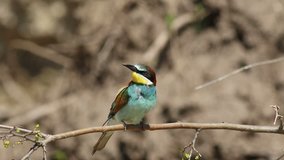 european bee-eater, merops apiaster, on a branch with spring