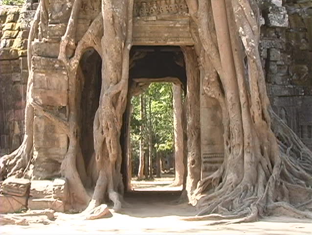 Cambodia ruins with tree