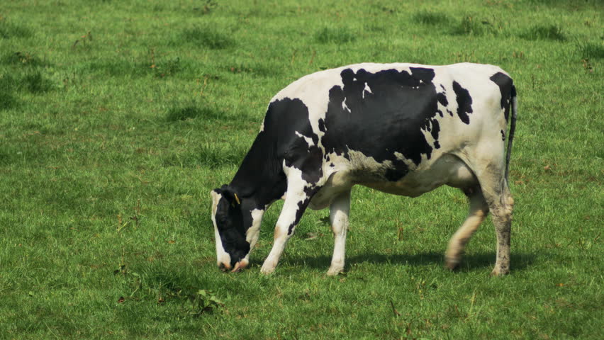 Cows grazing in a sunny lovey day, 4k video
