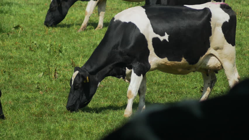 Cows grazing in a sunny lovey day, 4k video