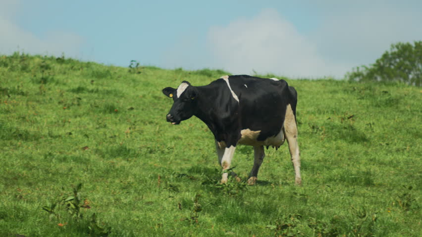 Cows grazing in a sunny lovey day, 4k video