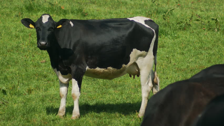 Cows grazing in a sunny lovey day, 4k video