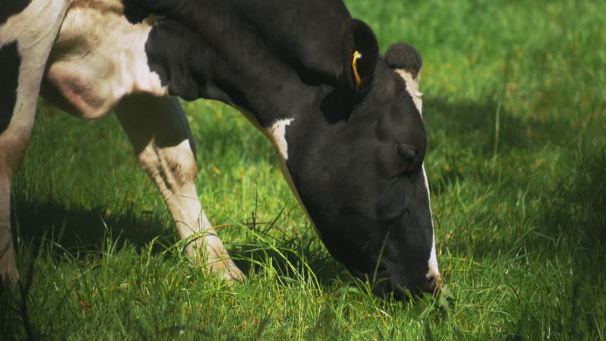 Cows grazing in a sunny lovey day, 4k video