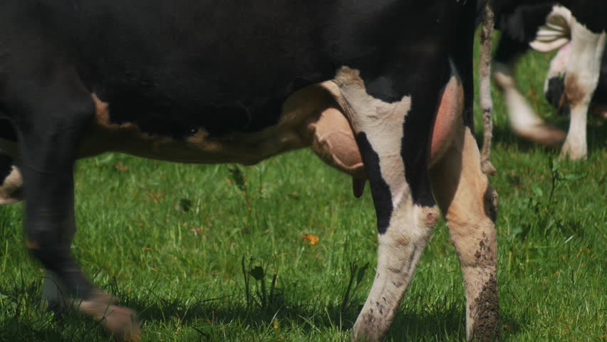 Cows grazing in a sunny lovey day, 4k video