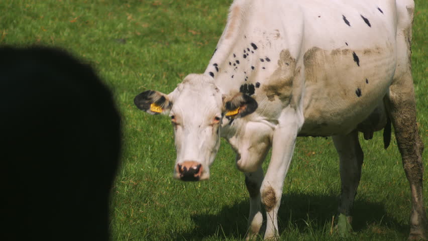 Cows grazing in a sunny lovey day, 4k video