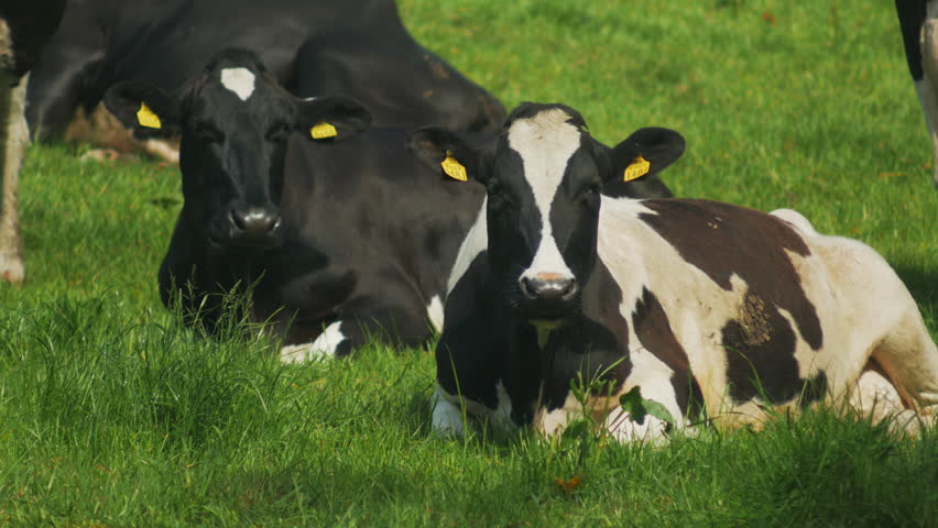 Cows grazing in a sunny lovey day, 4k video. Cows resting and relaxing in the meadow