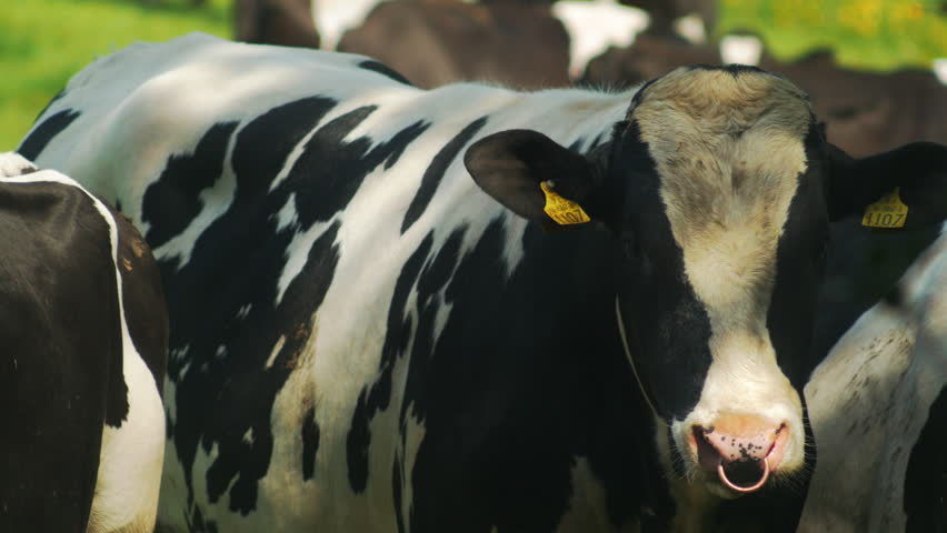 Cows grazing in a sunny lovey day, 4k
