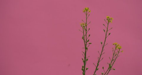 Capsella, Yellow Small Field Flower, Wild Flower on a Stalk Closeup, Small Leaves on the Stalk, Plants Are Swaying,pink Background, Chromakey, Chroma Key, Alfa, Summer, Outdoors, Studio
