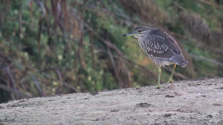 Night heron
Steady shot of night heron
