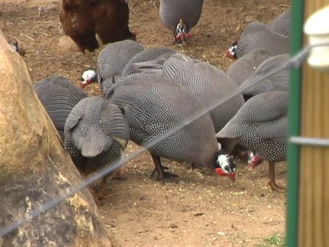 Group Of Guinea Hens.