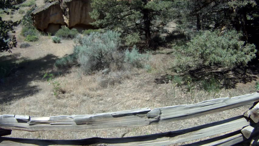 Rattle snake slithering through the dry grass at Smith Rocks state Park. 