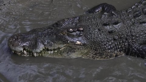 Saltwater crocodile (Crocodylus porosus) in Daintree rainforest in the tropical far north of Queensland, Australia.The saltwater crocodile is a large opportunistic hypercarnivorous apex predator.    