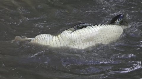 Australian Saltwater crocodile caught with a strong rope doing a death roll in a swamp in the Tropical Far North Queensland, Australia