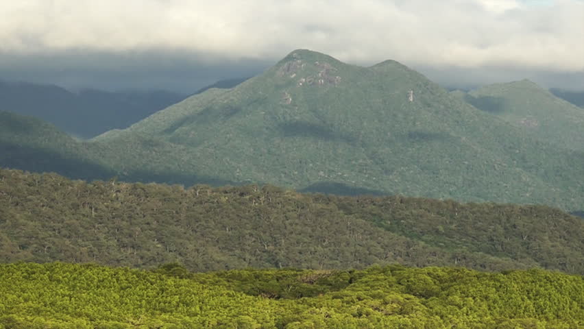 Ladscape of Rain Forest in Queensland, Australia
