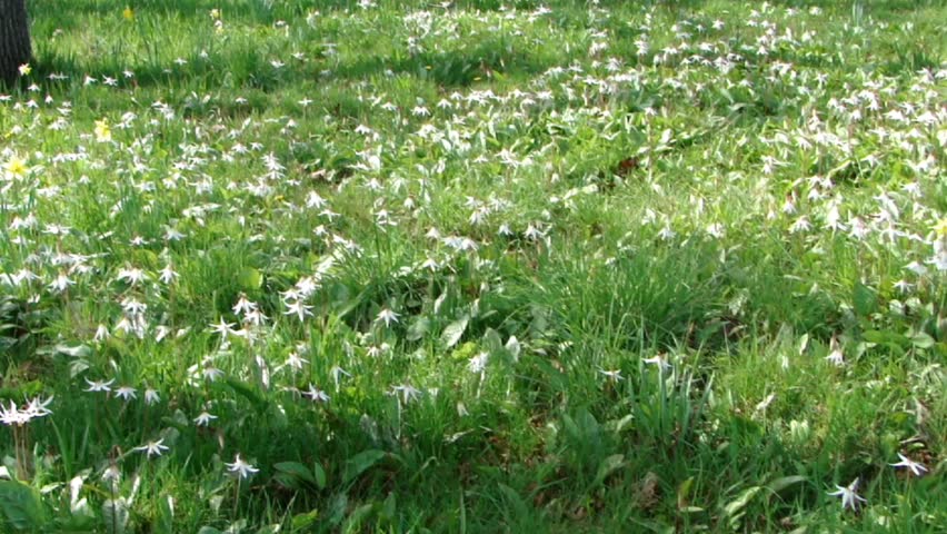 Long pan of field of avalanche and glacier lilies		 in Beacon Hill Park, Victoria, British Columbia in Canada	
